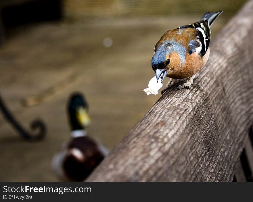 A Chaffinch eating while on a fence board with a blurred mallard duck in the background.