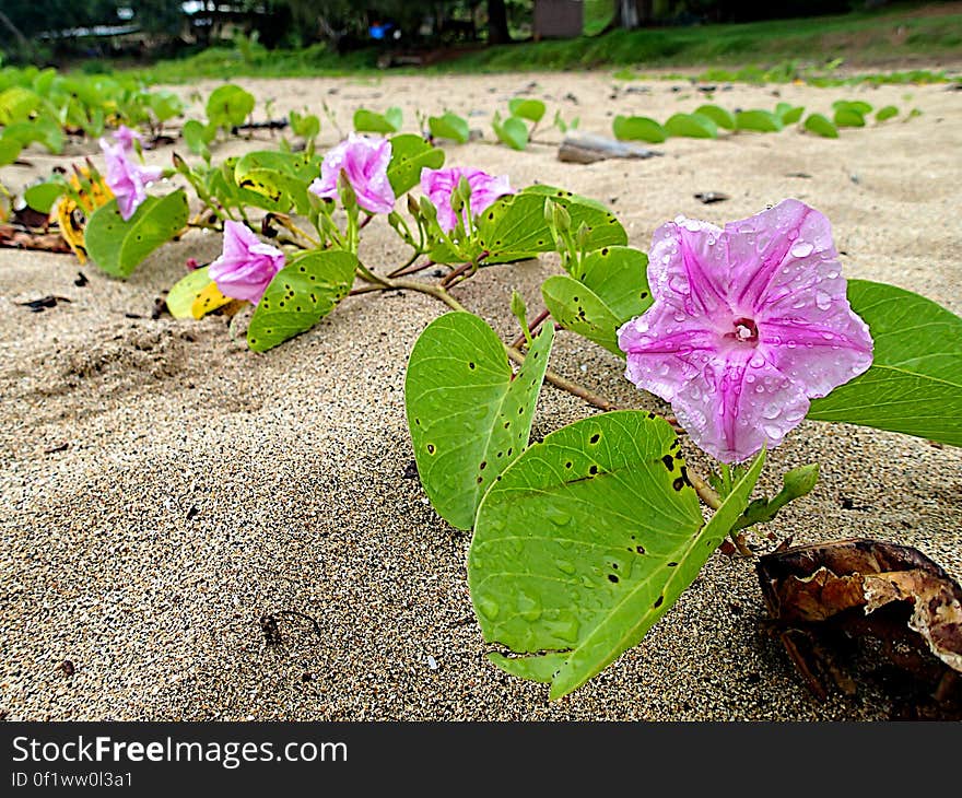 I believe these vines are Morning Glory, flowers in the beach sand on Kalihiwai Beach. I believe these vines are Morning Glory, flowers in the beach sand on Kalihiwai Beach