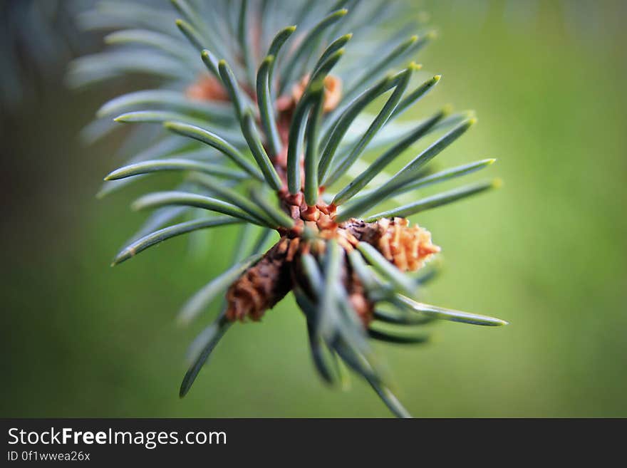 Green and Brown Pine Cone on Green Pine Tree in Micro Lens