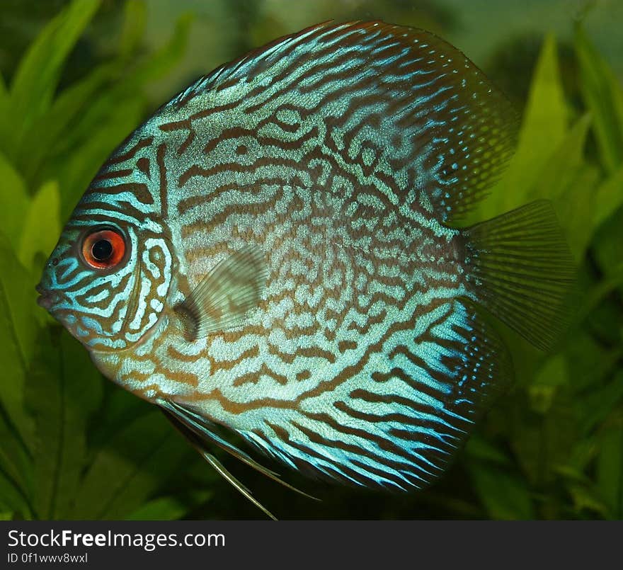 Blue and Black Fish