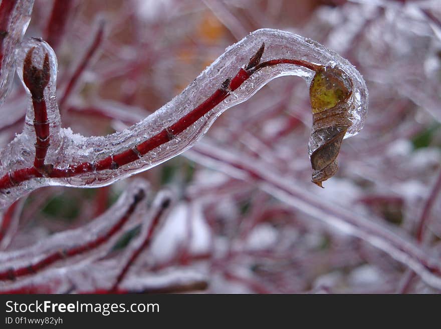 branches II