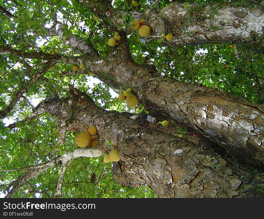 Jackfruit tree