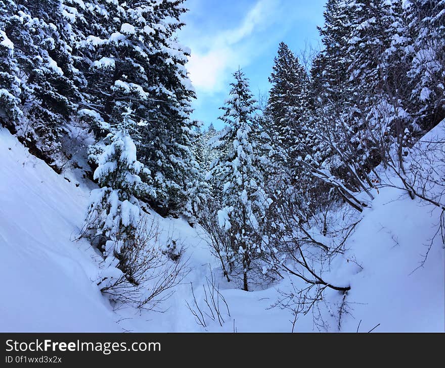 Fir trees in an evergreen forest in winter.