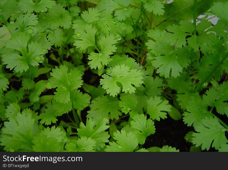 Coriander in a close-up