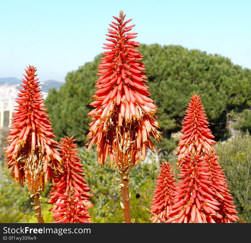 At the Barcelona botanic garden. At the Barcelona botanic garden.