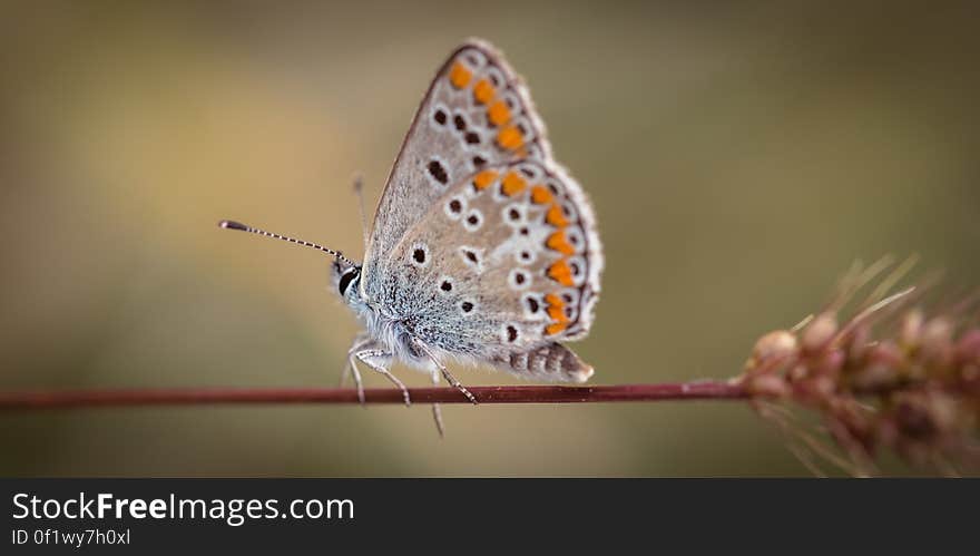 A close up of a butterfly on a grass. A close up of a butterfly on a grass.