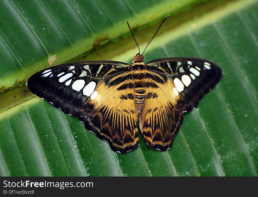 The Clipper &#x28;Parthenos sylvia&#x29; is a species of nymphalid butterfly found in South and South-East Asia, mostly in forested areas. The Clipper is a fast flying butterfly and has a habit of flying with its wings flapping stiffly between the horizontal position and a few degrees below the horizontal. It may glide between spurts of flapping. The Clipper &#x28;Parthenos sylvia&#x29; is a species of nymphalid butterfly found in South and South-East Asia, mostly in forested areas. The Clipper is a fast flying butterfly and has a habit of flying with its wings flapping stiffly between the horizontal position and a few degrees below the horizontal. It may glide between spurts of flapping.