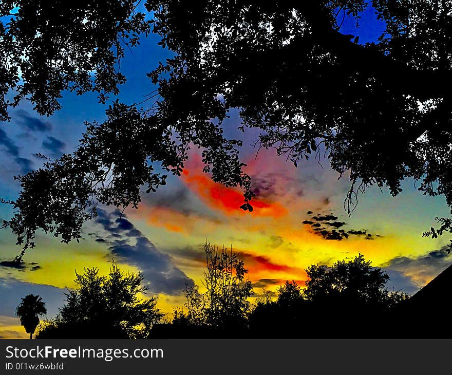 Colorful sunset and vegetation silhouettes.