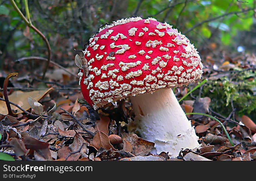 Amanita muscaria, commonly known as the fly agaric or fly amanita, is a poisonous and psychoactive basidiomycete fungus, one of many in the genus Amanita. Amanita muscaria, commonly known as the fly agaric or fly amanita, is a poisonous and psychoactive basidiomycete fungus, one of many in the genus Amanita.