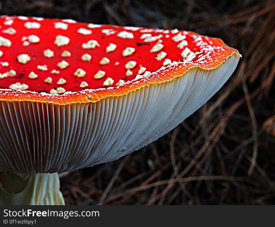 Amanita muscaria, commonly known as the fly agaric or fly amanita, is a poisonous and psychoactive basidiomycete fungus, one of many in the genus Amanita. Amanita muscaria, commonly known as the fly agaric or fly amanita, is a poisonous and psychoactive basidiomycete fungus, one of many in the genus Amanita.