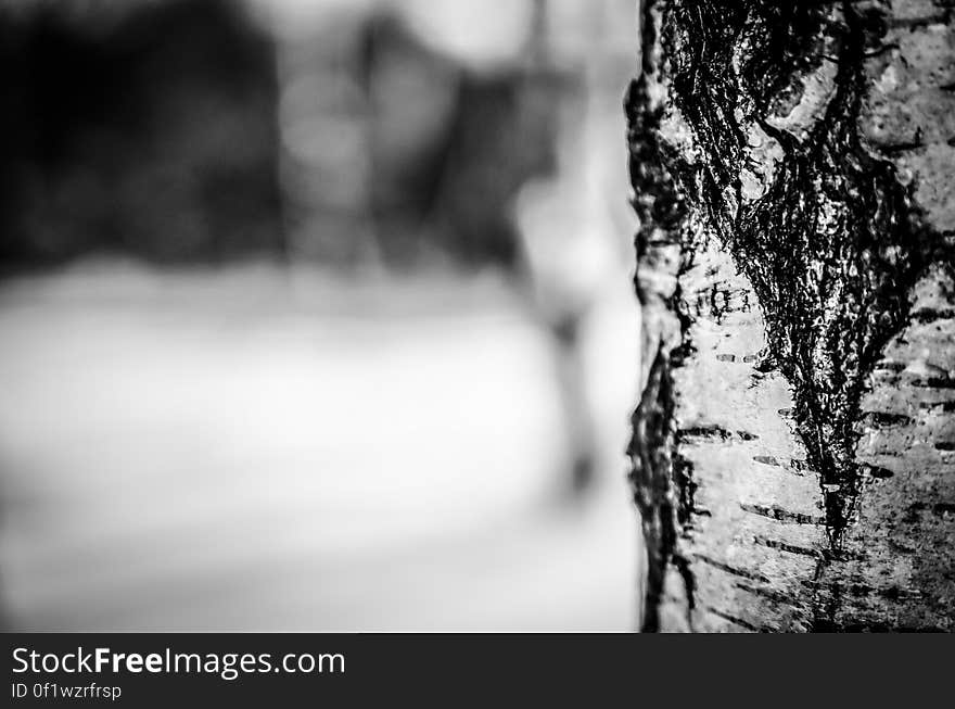 A close up of a birch tree.