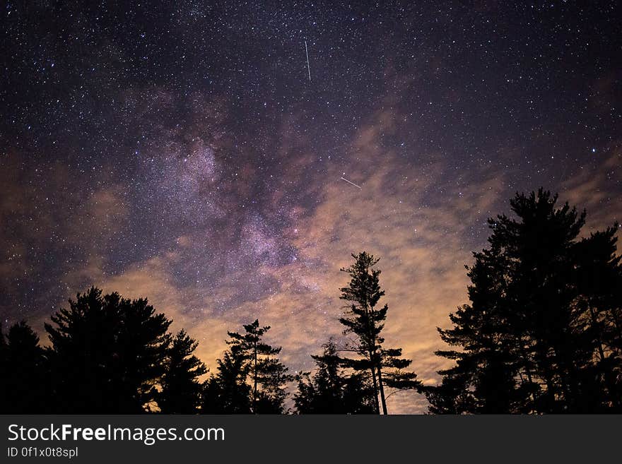 Silhouette of Trees at Night