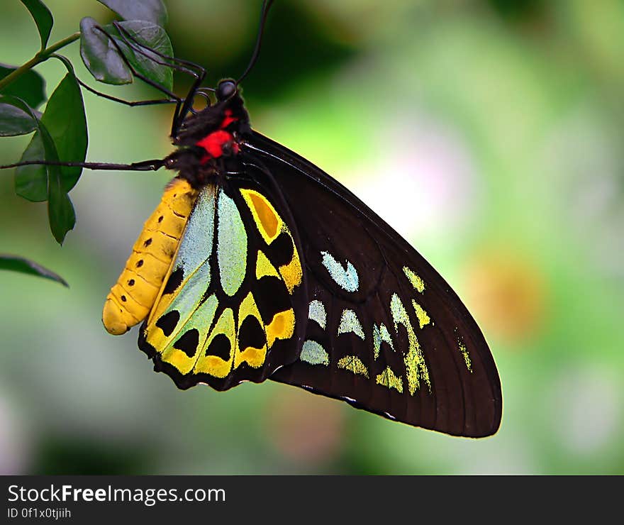 Cairns Birdwing 6