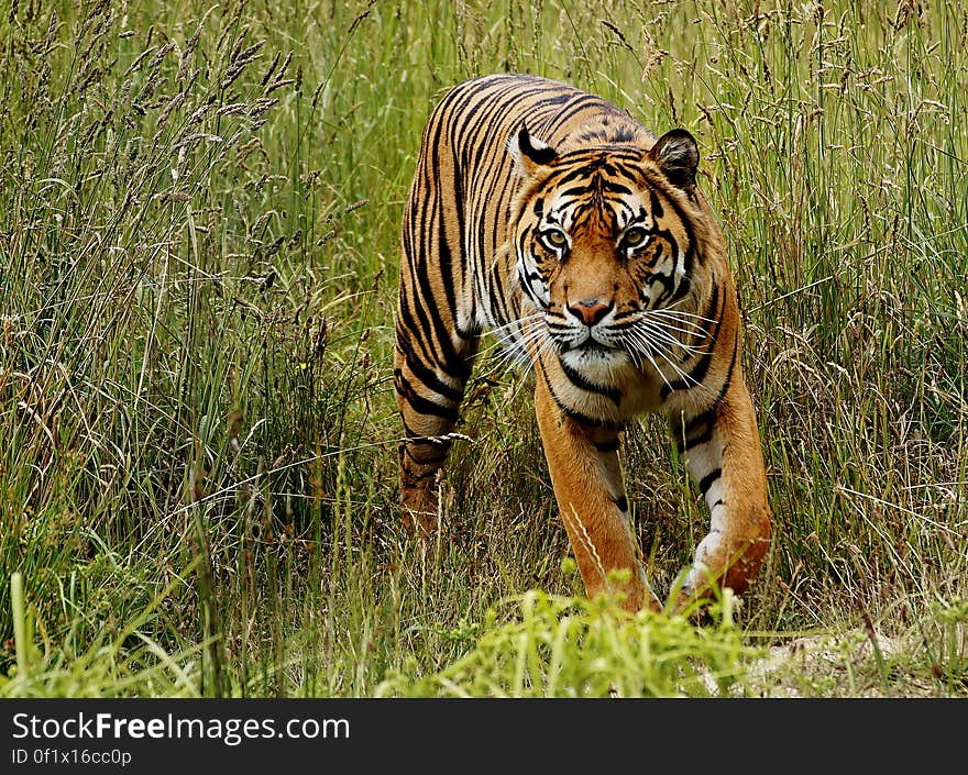 Today, the last of Indonesia’s tigers—now less than 400—are holding on for survival in the remaining patches of forests on the island of Sumatra. Accelerating deforestation and rampant poaching mean this noble creature could end up like its extinct Javan and Balinese relatives. Sumatran tigers are the smallest surviving tiger subspecies and are distinguished by heavy black stripes on their orange coats. They are protected by law in Indonesia, with tough provisions for jail time and steep fines. But despite increased efforts in tiger conservation—including law enforcement and antipoaching capacity—a substantial market remains in Sumatra and the rest of Asia for tiger parts and products. Sumatran tigers are losing their habitat and prey fast, and poaching shows no sign of decline.