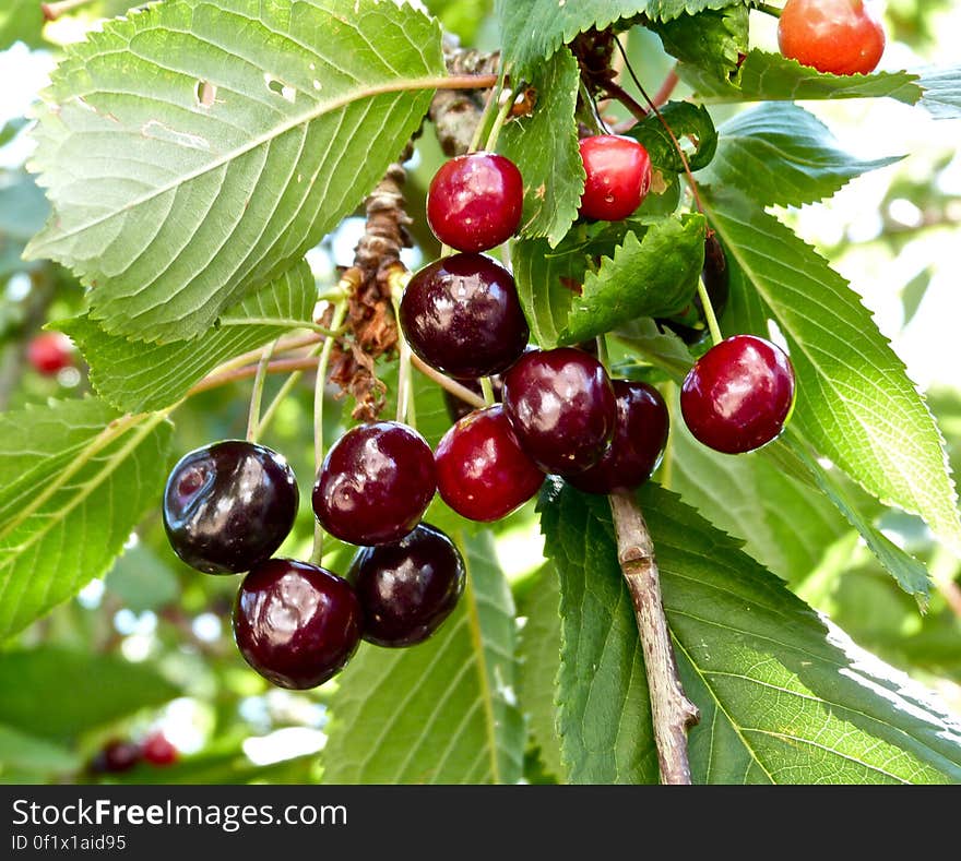 Cherries. Cherries.