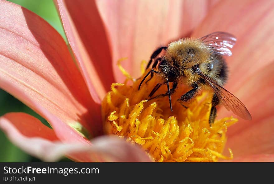 Yellow and Black Bee