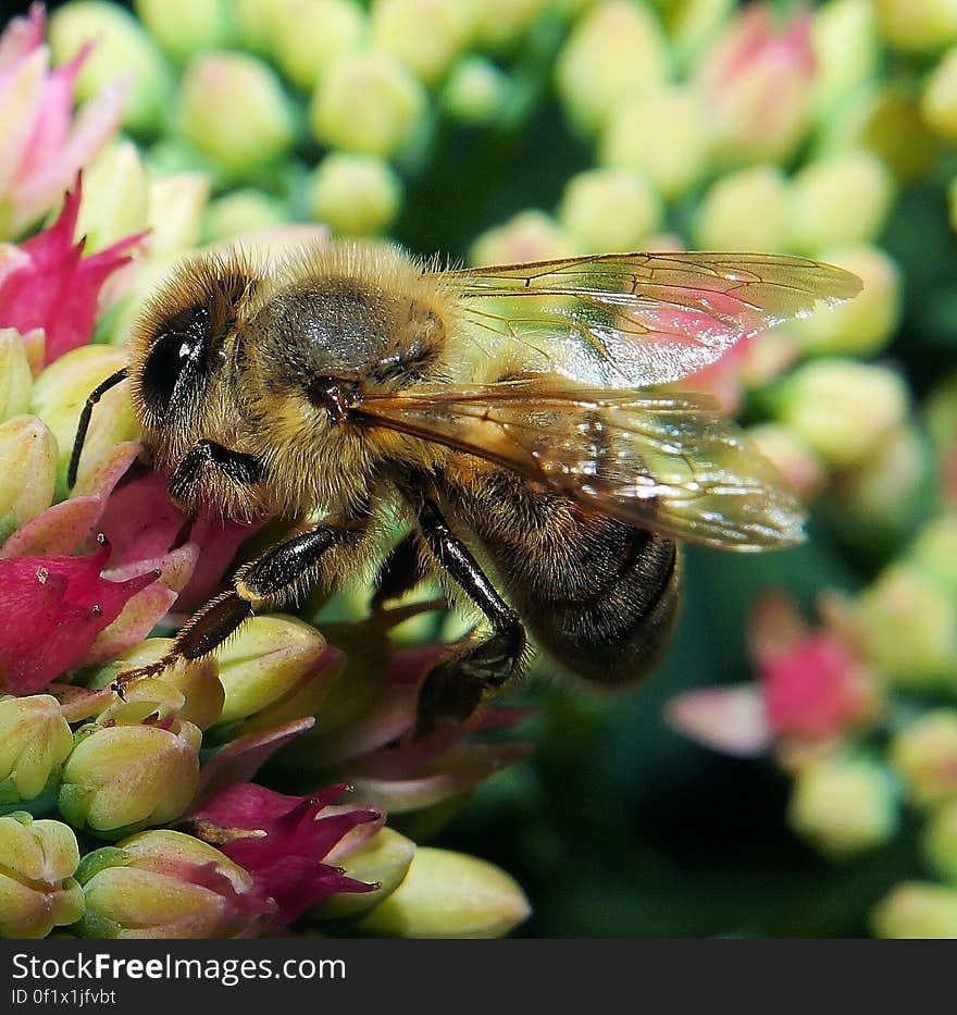 Macro Photography of Black and Yellow Bee