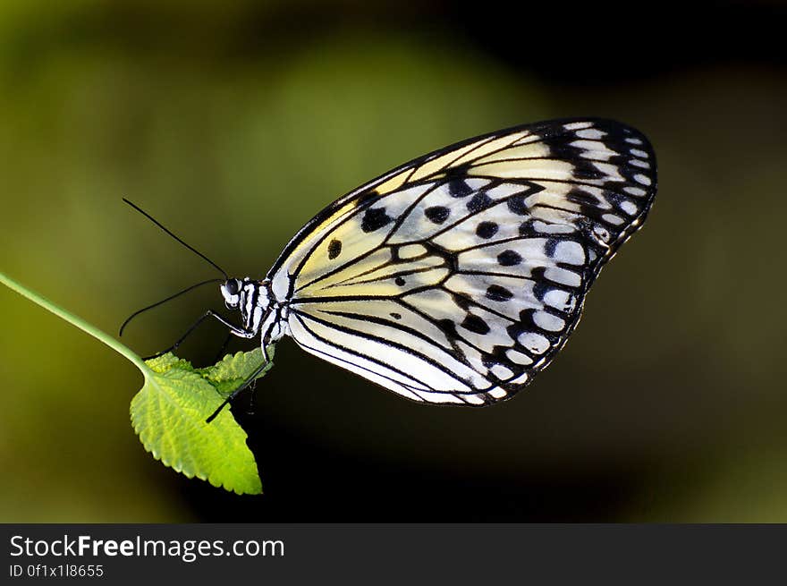 The Paper Kite Butterfly only has two rather common colors, black and white, but is still an eye catching beauty. The way the light shines through the wings is just amazing, and if there are other colors around it looks a bit like stained glass. These beauties come from Malaysia and the Philippines and Southeast Asia in General. The Paper Kite Butterfly only has two rather common colors, black and white, but is still an eye catching beauty. The way the light shines through the wings is just amazing, and if there are other colors around it looks a bit like stained glass. These beauties come from Malaysia and the Philippines and Southeast Asia in General.