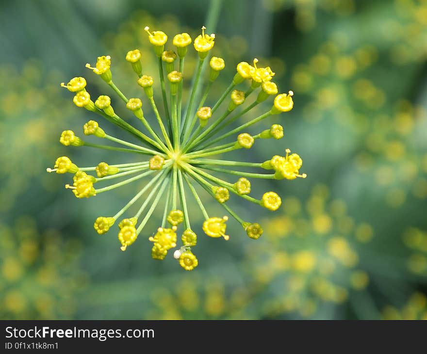 A close up of tiny yellow flower buds.