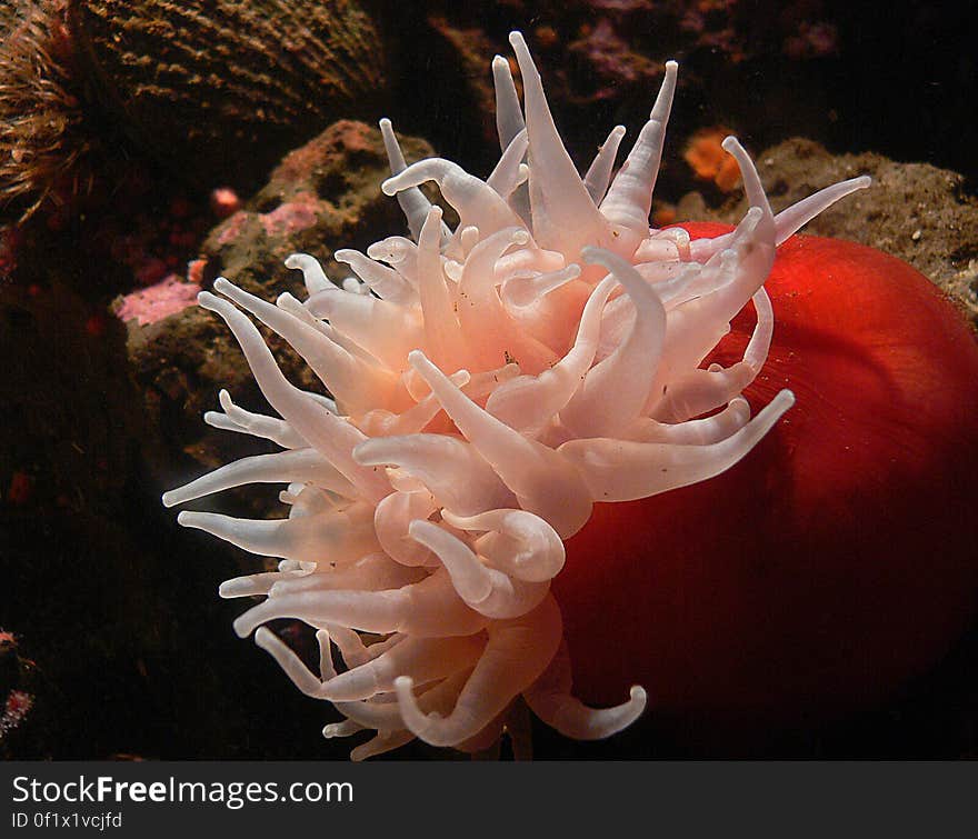 Anemones &#x28;13&#x29;