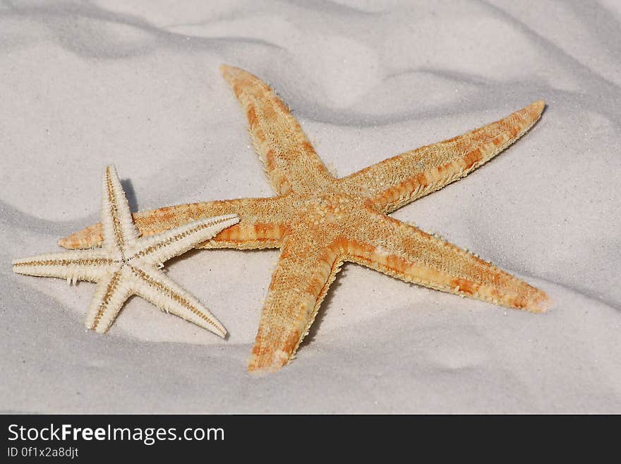 White and Orange Star Fish Side by Side at the Sand