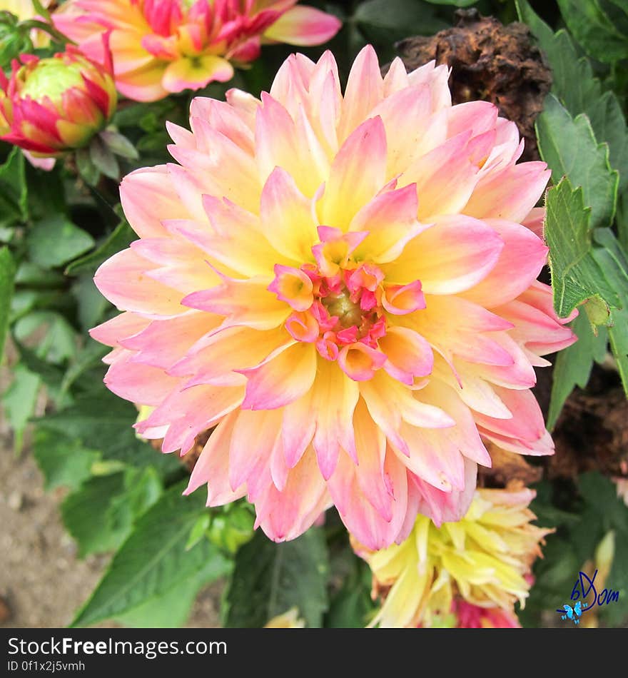 Dahlias