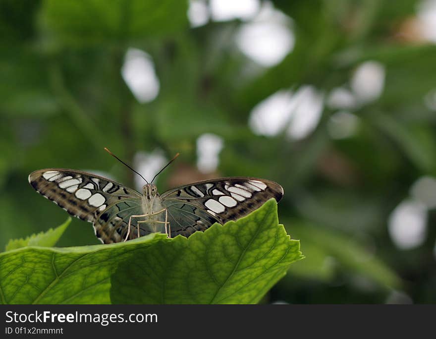 Blenheim butterfly