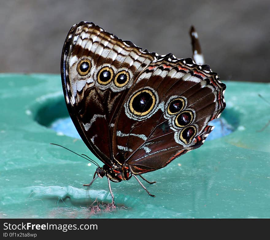 Owl Caligo memnon