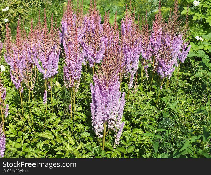 Background created by plants with green leaves and tall purple spikes. Background created by plants with green leaves and tall purple spikes.