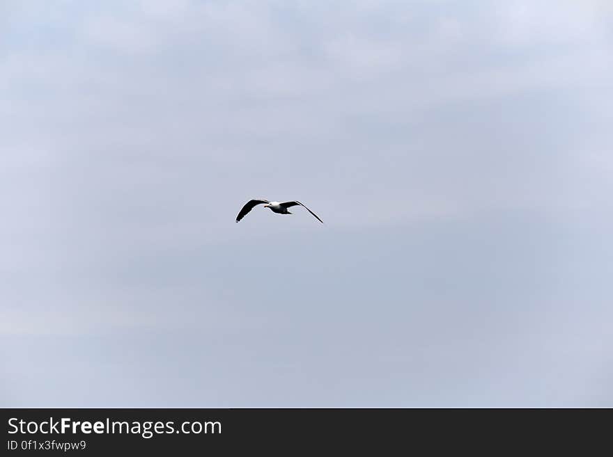 White Seagull Flying Under Gray Sky