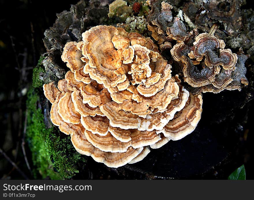 Bracket fungi, or shelf fungi, are among the many groups of fungi that comprise the phylum Basidiomycota. Characteristically, they produce shelf- or bracket-shaped fruiting bodies called conks that lie in a close planar grouping of separate or interconnected horizontal rows. Brackets can range from only a single row of a few caps, to dozens of rows of caps that can weigh several hundred pounds. They are mainly found on trees &#x28;living and dead&#x29; and coarse woody debris, and may resemble mushrooms. Some form annual fruiting bodies while others are perennial and grow larger year after year. Bracket fungi are typically tough and sturdy and produce their spores, called basidiospores, within the pores that typically make up the undersurface. Bracket fungi, or shelf fungi, are among the many groups of fungi that comprise the phylum Basidiomycota. Characteristically, they produce shelf- or bracket-shaped fruiting bodies called conks that lie in a close planar grouping of separate or interconnected horizontal rows. Brackets can range from only a single row of a few caps, to dozens of rows of caps that can weigh several hundred pounds. They are mainly found on trees &#x28;living and dead&#x29; and coarse woody debris, and may resemble mushrooms. Some form annual fruiting bodies while others are perennial and grow larger year after year. Bracket fungi are typically tough and sturdy and produce their spores, called basidiospores, within the pores that typically make up the undersurface.