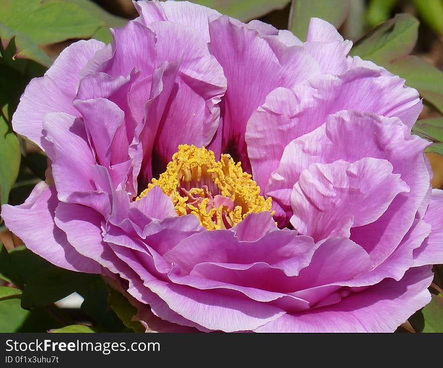 Macro Shots of Purple Flower