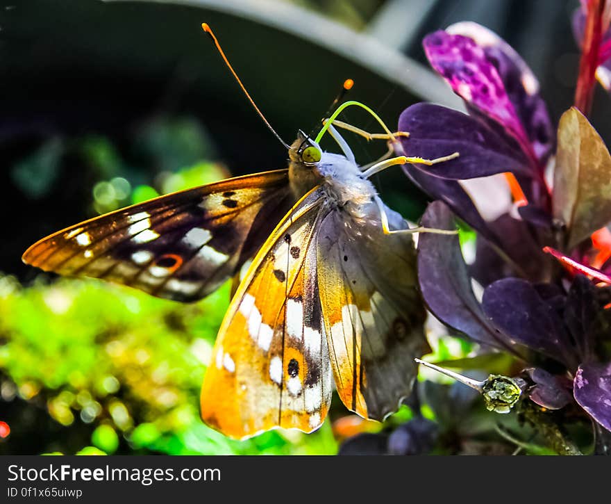 Macro view of yellow butterfly on purple flower.