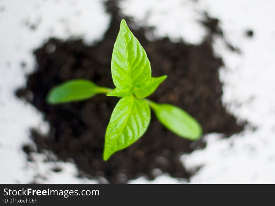 Overhead view of leafy green plant growing in soil.