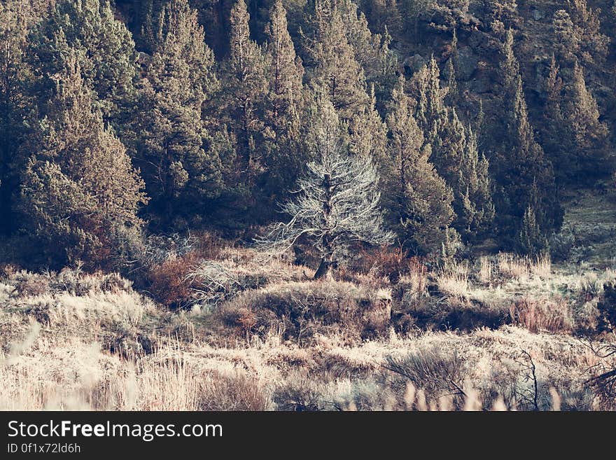 Scenic view of coniferous forest in autumn.