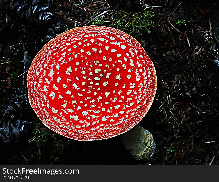 Amanita muscaria, commonly known as the fly agaric or fly amanita, is a poisonous and psychoactive basidiomycete fungus, one of many in the genus Amanita. Amanita muscaria, commonly known as the fly agaric or fly amanita, is a poisonous and psychoactive basidiomycete fungus, one of many in the genus Amanita.