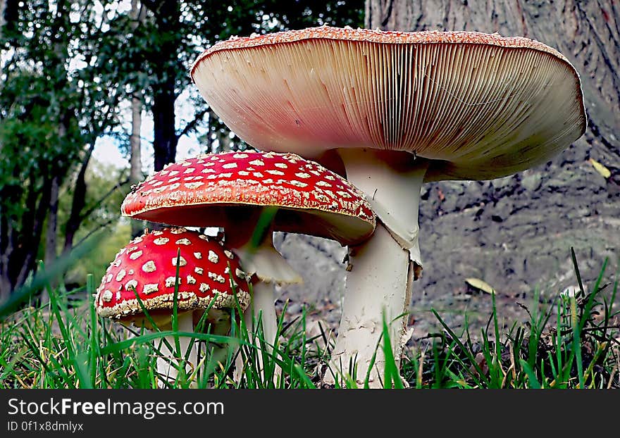 Amanita muscaria, commonly known as the fly agaric or fly amanita, is a mushroom and psychoactive basidiomycete fungus, one of many in the genus Amanita. Amanita muscaria, commonly known as the fly agaric or fly amanita, is a mushroom and psychoactive basidiomycete fungus, one of many in the genus Amanita.