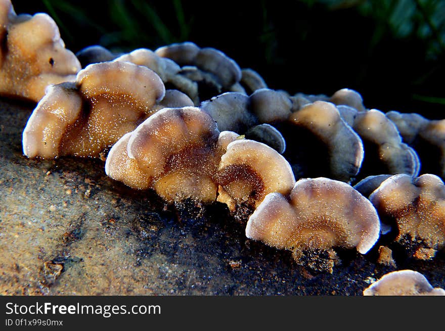 Large bracket or shelf fungi are common in mature forests. Some of their fruiting bodies may grow for many years on the trunks of living or dead trees. Their upper surface is leathery or woody. Like the boletes, they have pores on their undersides. Large bracket or shelf fungi are common in mature forests. Some of their fruiting bodies may grow for many years on the trunks of living or dead trees. Their upper surface is leathery or woody. Like the boletes, they have pores on their undersides.