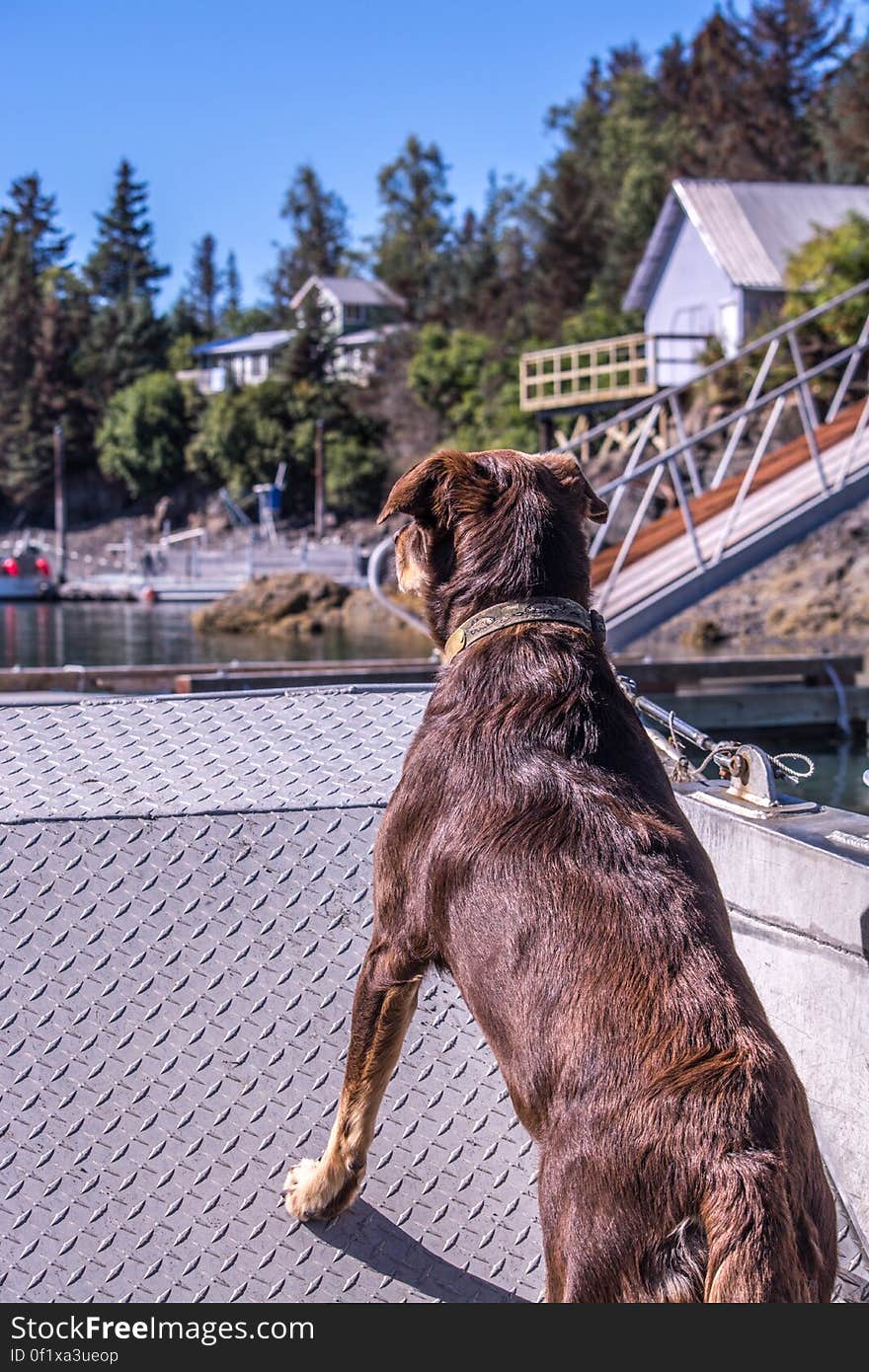 A dog watching the water from aboard a ferry. A dog watching the water from aboard a ferry.