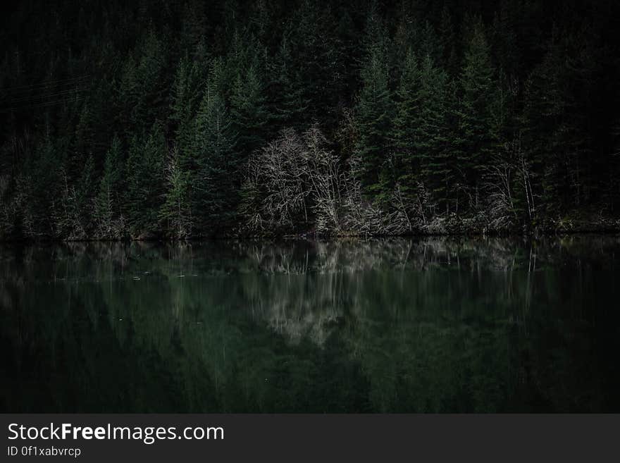 An evergreen forest on a lake coast reflecting on the water surface. An evergreen forest on a lake coast reflecting on the water surface.