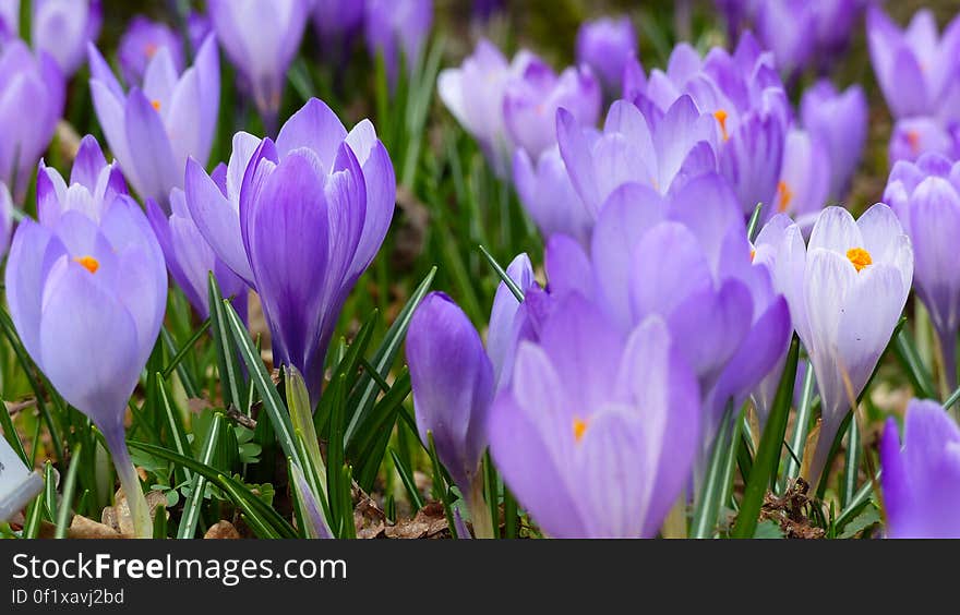 Plenty of blooming violet crocus flowers.