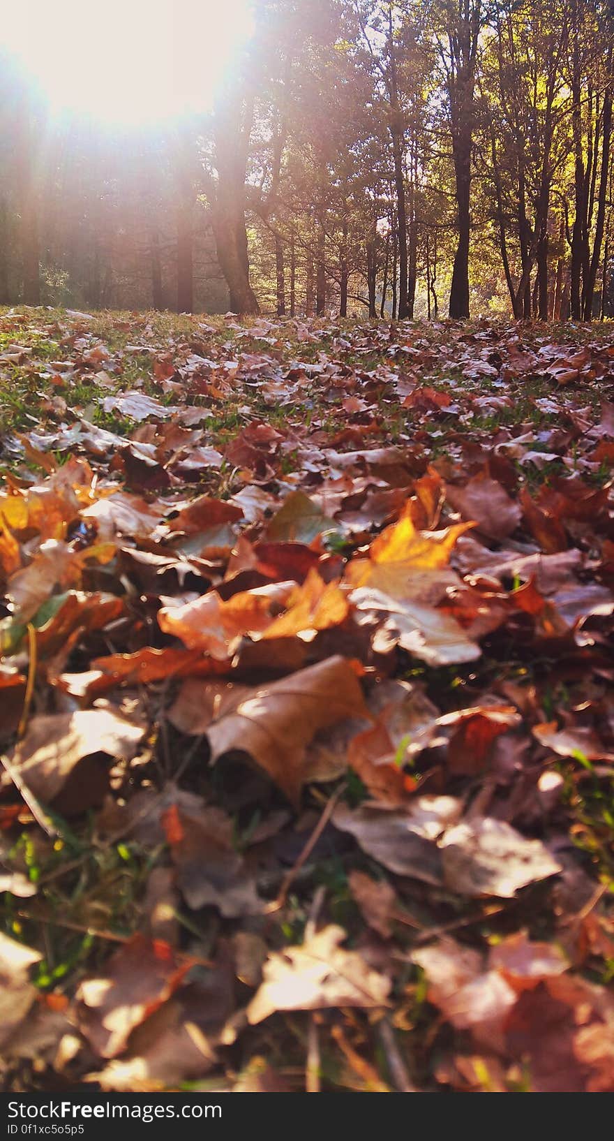 Sunbeams falling on dry fallen maple leaves in a forest.