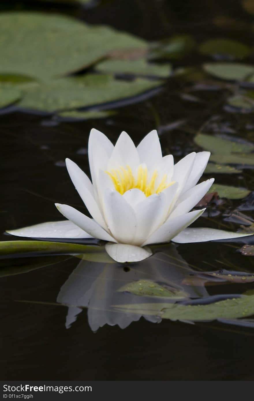 White water lily in Danube Delta reflecting in the water found at www.picdrome.com/nature/white-water-lily.php. White water lily in Danube Delta reflecting in the water found at www.picdrome.com/nature/white-water-lily.php