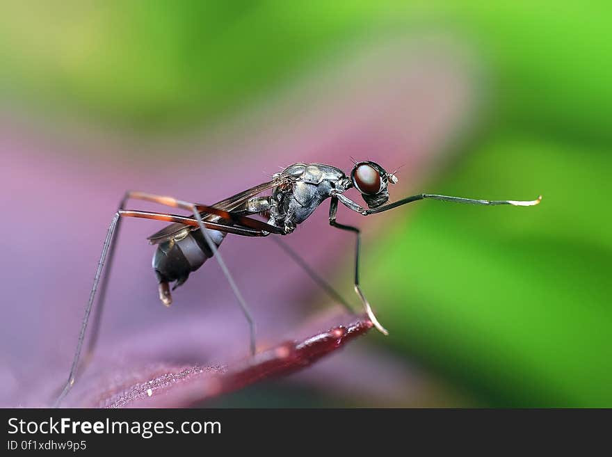 Close-up of Fly Perching on Leaf