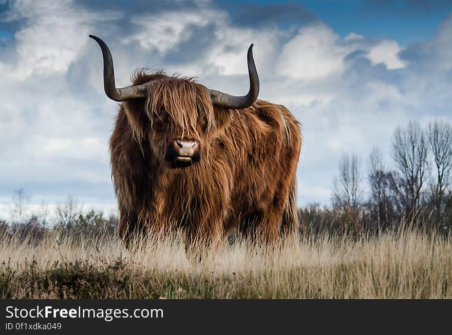 Brown Bull on Green Glass Field Under Grey and Blue Cloudy Sky