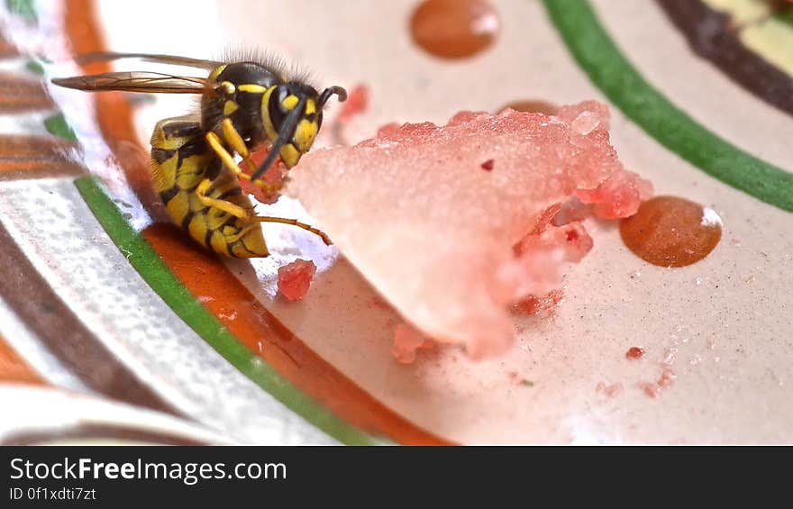 wasp vs. melon