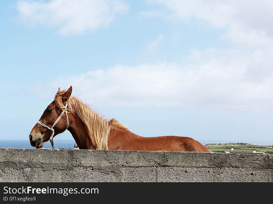 Brown Horse Beside Grey Concrete Wall Under White and Blue Sky during Daytime