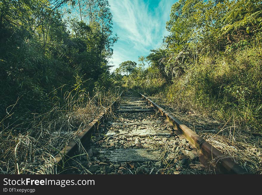 A single railway track in a forest. A single railway track in a forest.