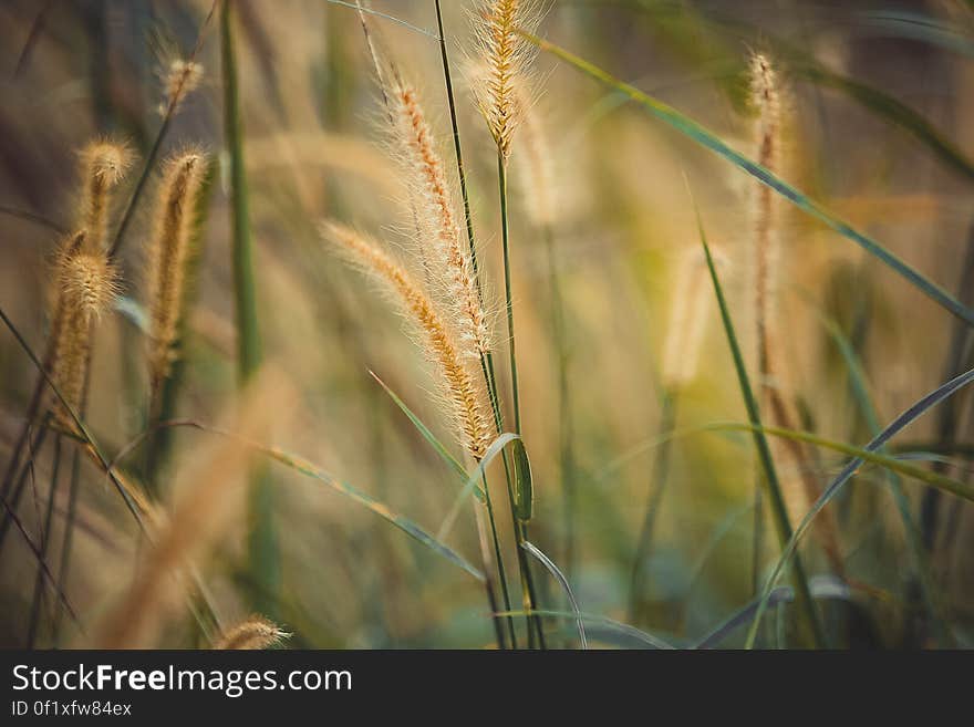 A close up of a field with grass plants in the summer. A close up of a field with grass plants in the summer.