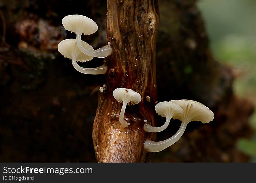 Oudemansiella australis is a species of gilled mushroom in the Physalacriaceae family. It is found in Australasia, where it grows on rotting wood.